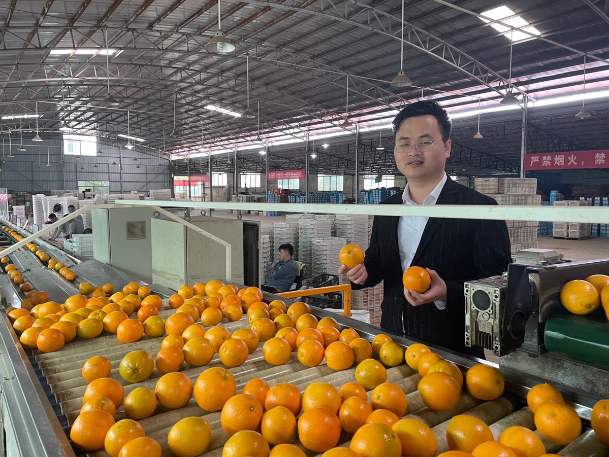 一颗脐橙绘就赣南上行路:新电商助推赣南脐橙百亿产业线上标准化